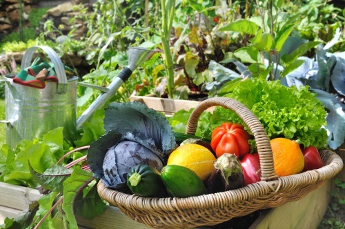Potager sain